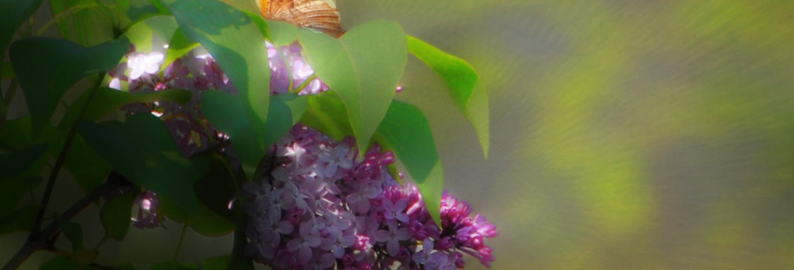 butterfly lilacs